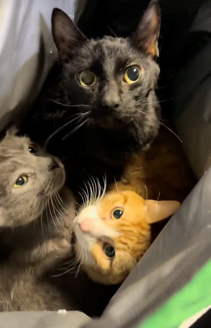 Cheezburger Image 10618283520