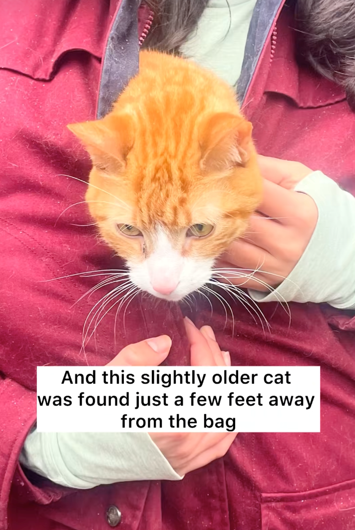 And this slightly older cat was found just a few feet away from the bag