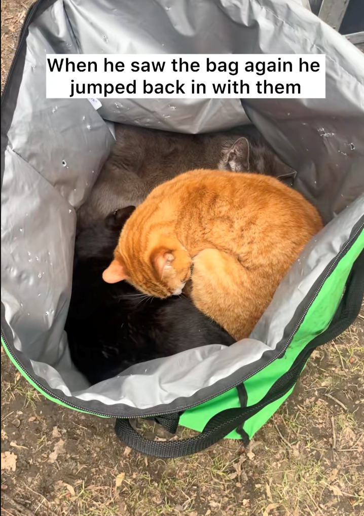 When he saw the bag again he jumped back in with them