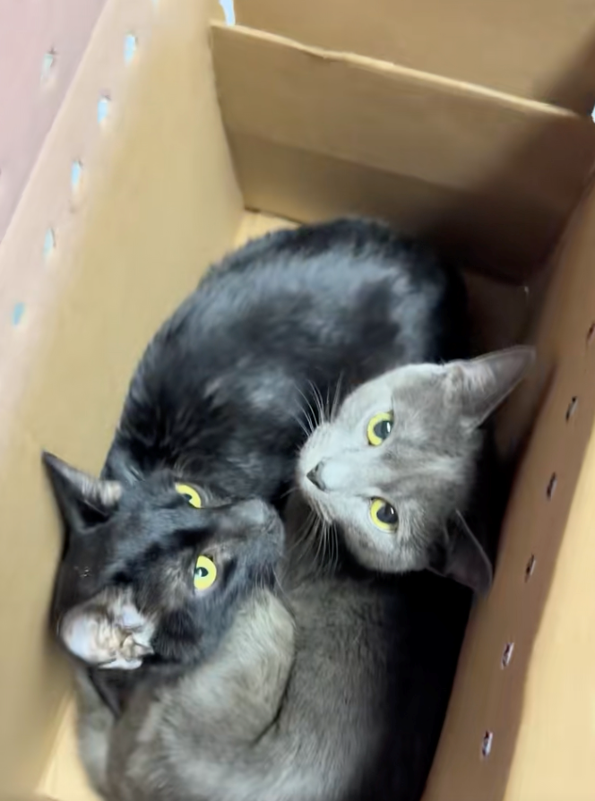 Cheezburger Image 10618291456