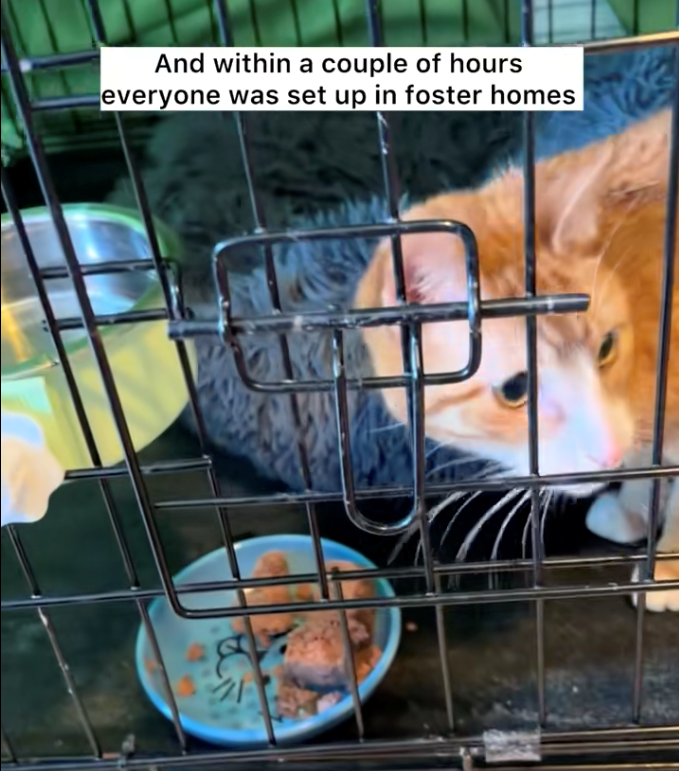 And within a couple of hours everyone was set up in foster homes E