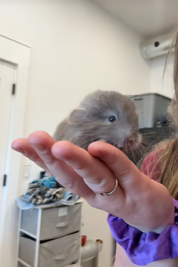 Cheezburger Image 10618296064