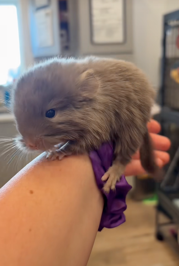 Cheezburger Image 10618296320