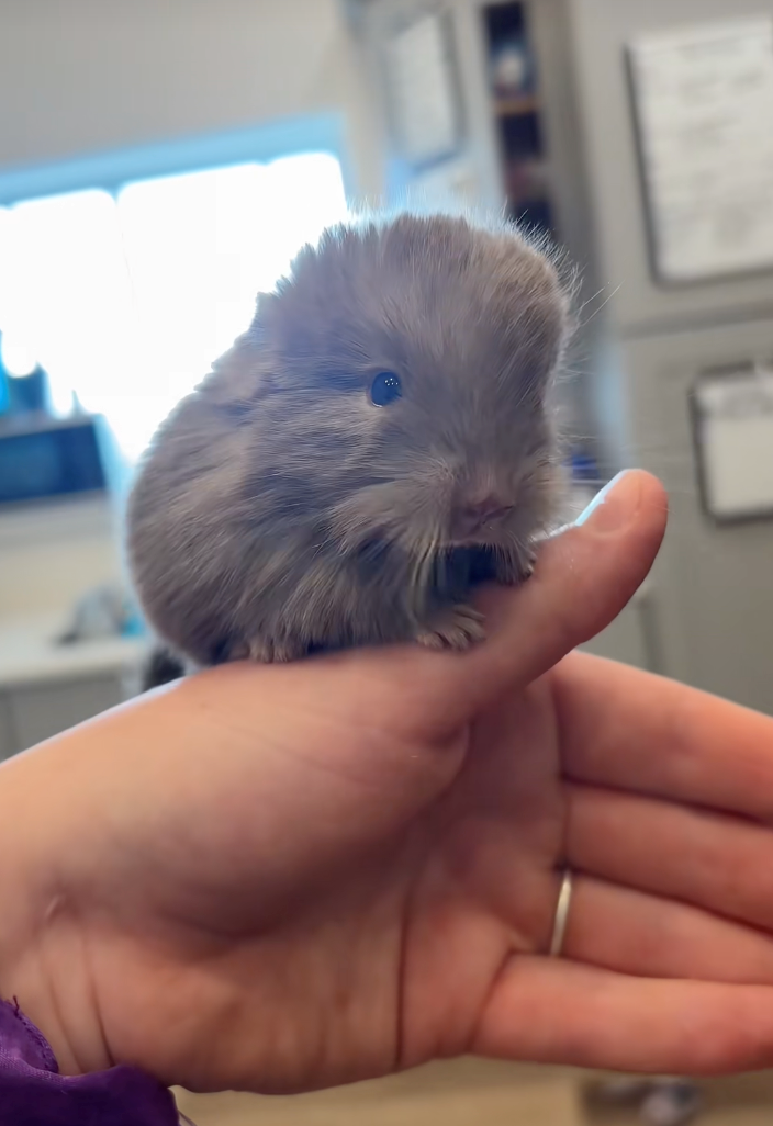 Cheezburger Image 10618297088