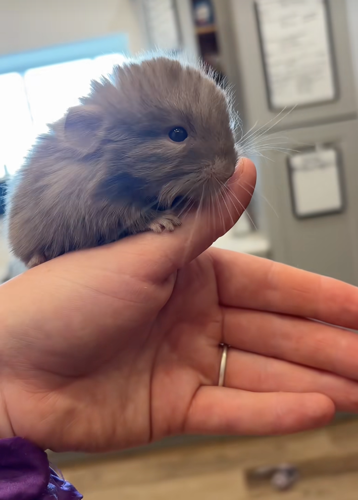 Cheezburger Image 10618297344