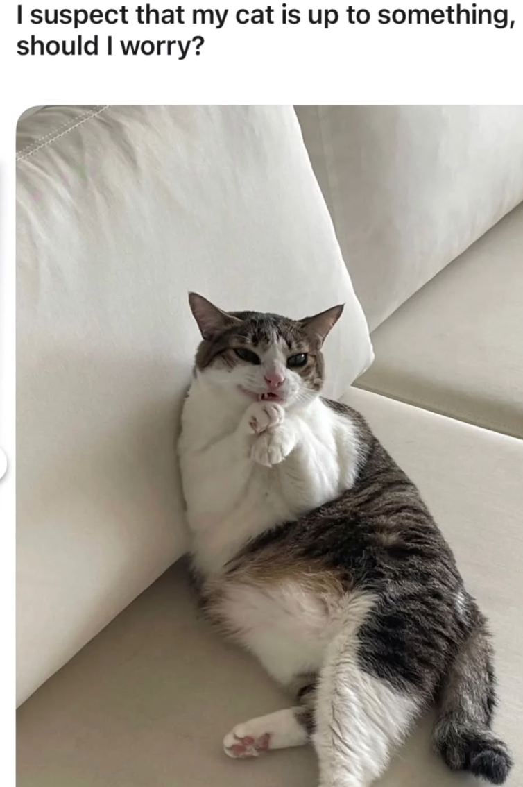 I suspect that my cat is up to something, should I worry?