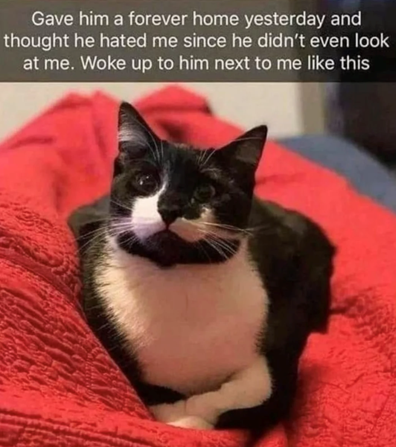 Gave him a forever home yesterday and thought he hated me since he didn't even look at me. Woke up to him next to me like this