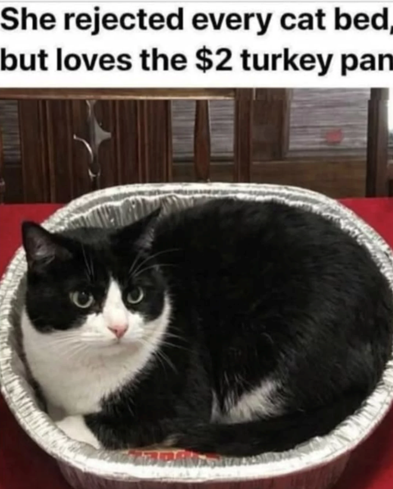 She rejected every cat bed, but loves the $2 turkey pan