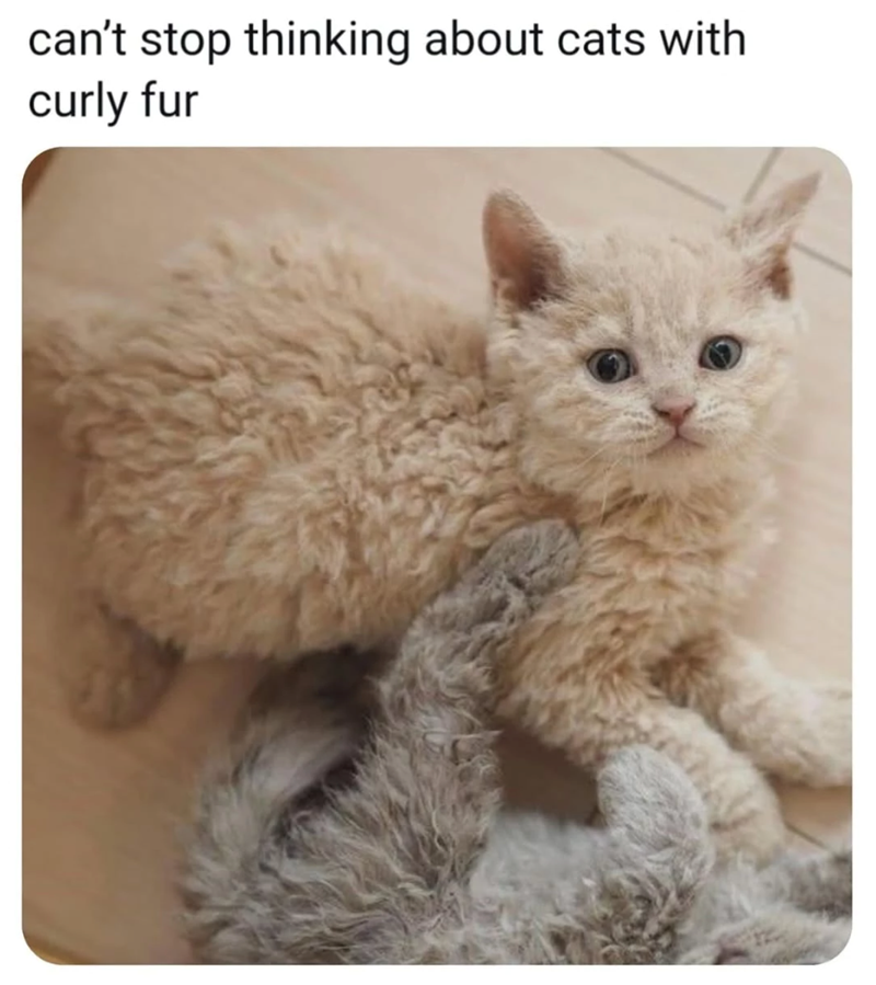 can't stop thinking about cats with curly fur