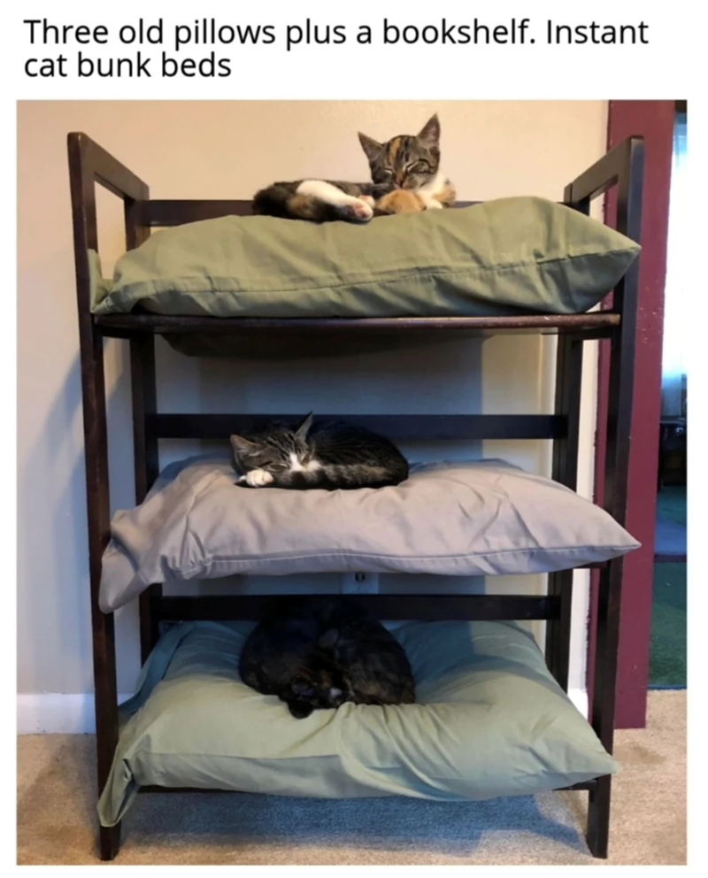 Three old pillows plus a bookshelf. Instant cat bunk beds