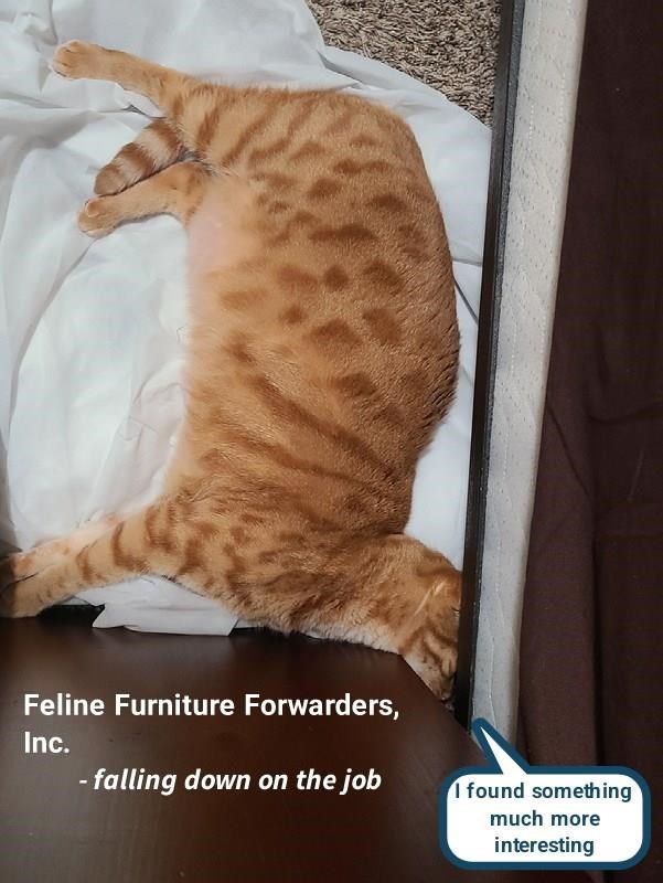 Cheezburger Image 10618337792