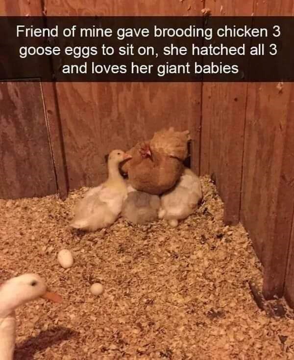 Friend of mine gave brooding chicken 3 goose eggs to sit on, she hatched all 3 and loves her giant babies
