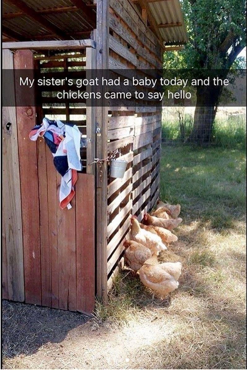 My sister's goat had a baby today and the chickens came to say hello
