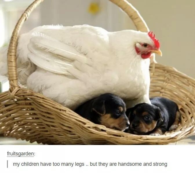 fruitsgarden: my children have too many legs.. but they are handsome and strong