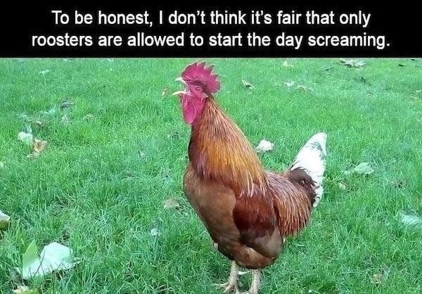 To be honest, I don't think it's fair that only roosters are allowed to start the day screaming.