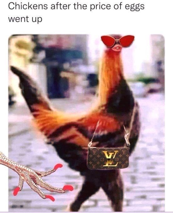 Chickens after the price of eggs went up VI