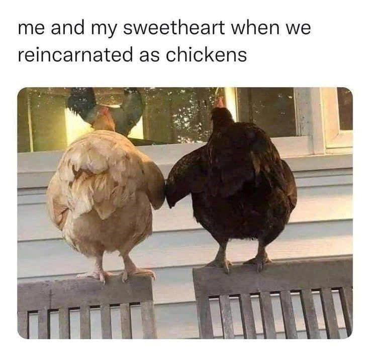 me and my sweetheart when we reincarnated as chickens