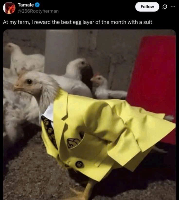 Tamale @256Rootyherman Follow 0 At my farm, I reward the best egg layer of the month with a suit 5