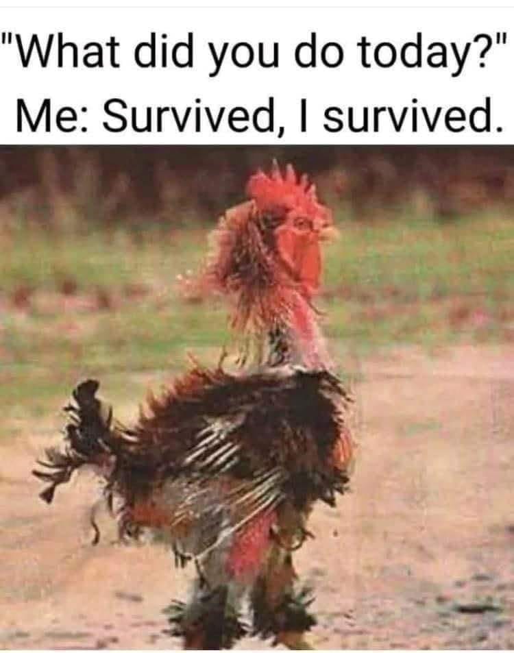 "What did you do today?" Me: Survived, I survived.