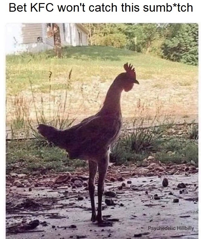 Bet KFC won't catch this sumb*tch Psychedelic Hillbilly