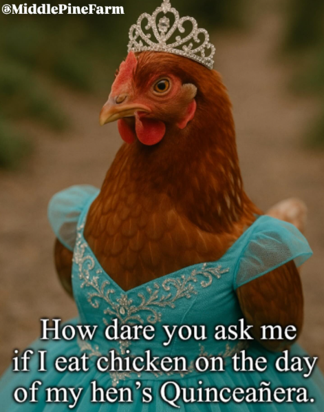 @MiddlePineFarm 25 How dare you ask me if I eat chicken on the day of my hen's Quinceañera.