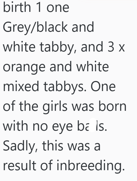 birth 1 one Grey/black and white tabby, and 3 x orange and white mixed tabbys. One of the girls was born with no eye ba is. Sadly, this was a result of inbreeding.