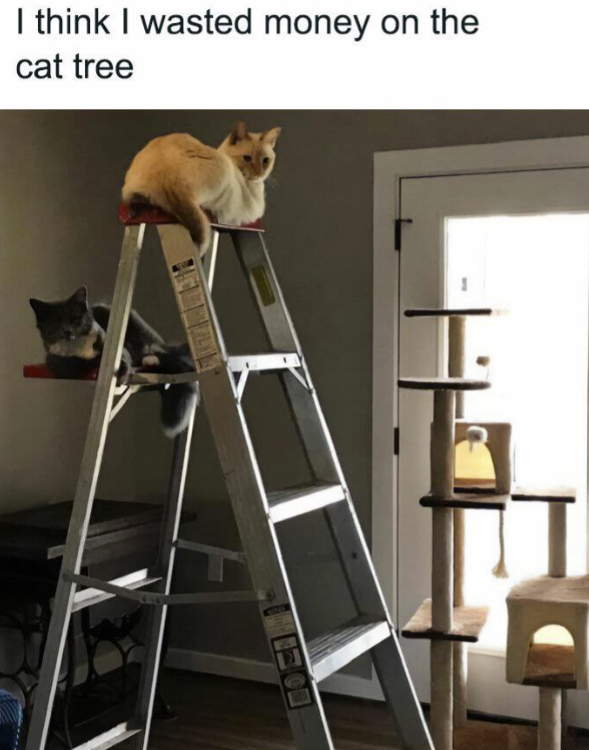 I think I wasted money on the cat tree T