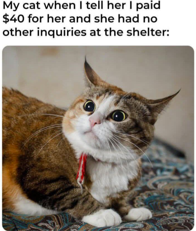 My cat when I tell her I paid $40 for her and she had no other inquiries at the shelter: