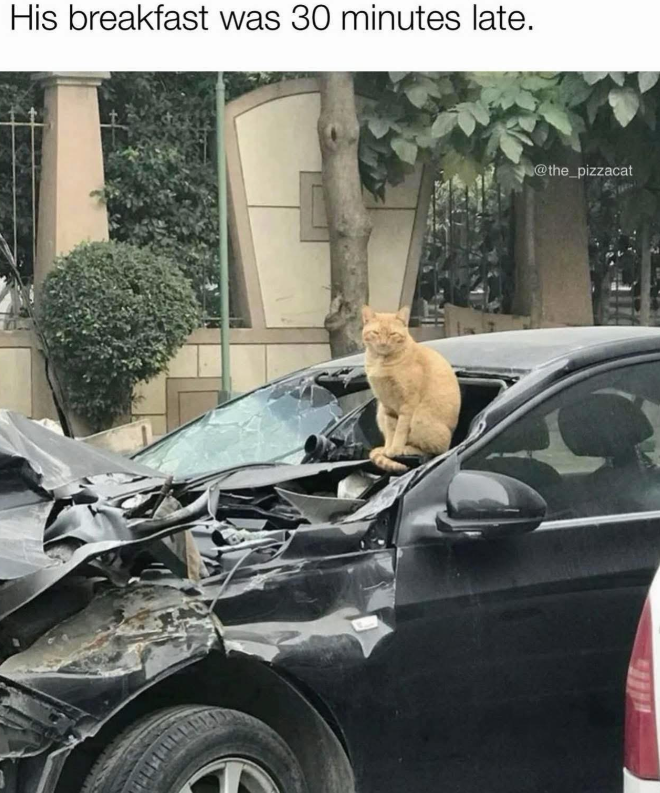 His breakfast was 30 minutes late. @the_pizzacat