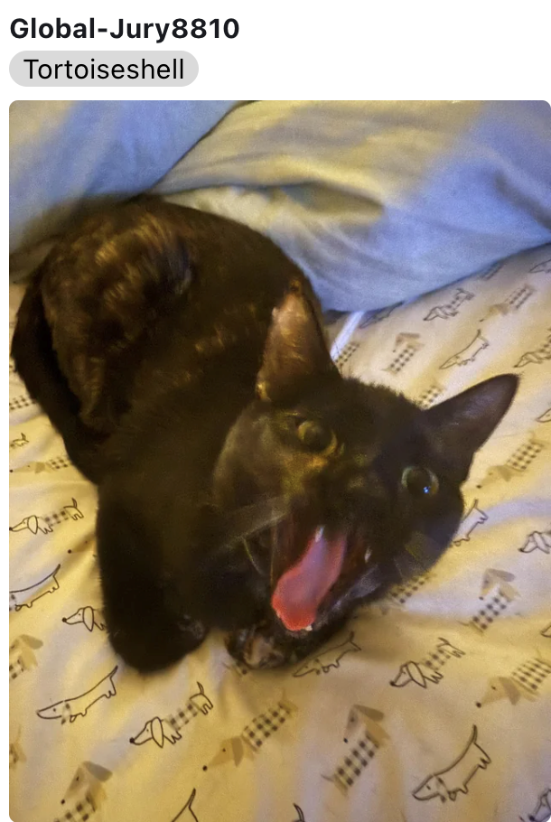 M Global-Jury8810 Tortoiseshell d A