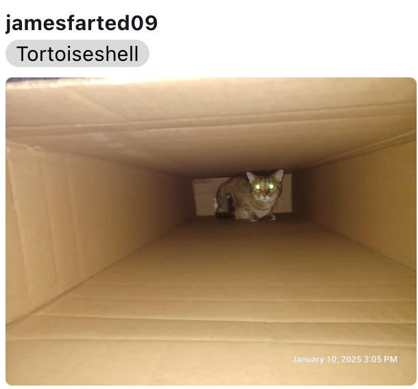 jamesfarted09 Tortoiseshell January 10, 2025 3:05 PM