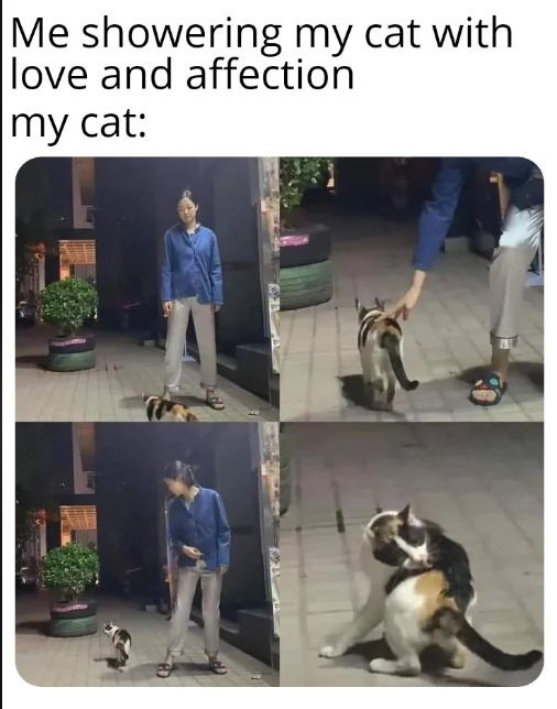 Me showering my cat with love and affection my cat: