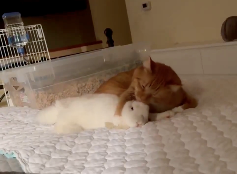 Cheezburger Image 10618405120