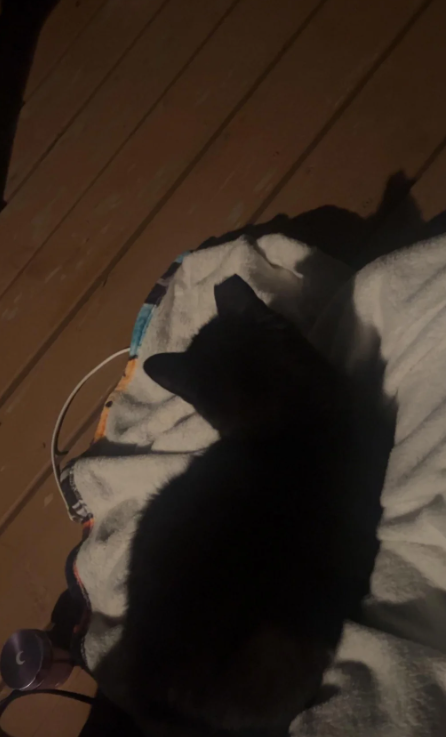 Cheezburger Image 10618405632