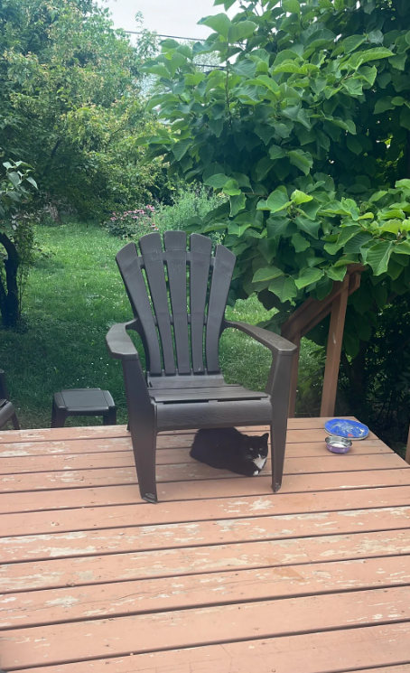 Cheezburger Image 10618405888