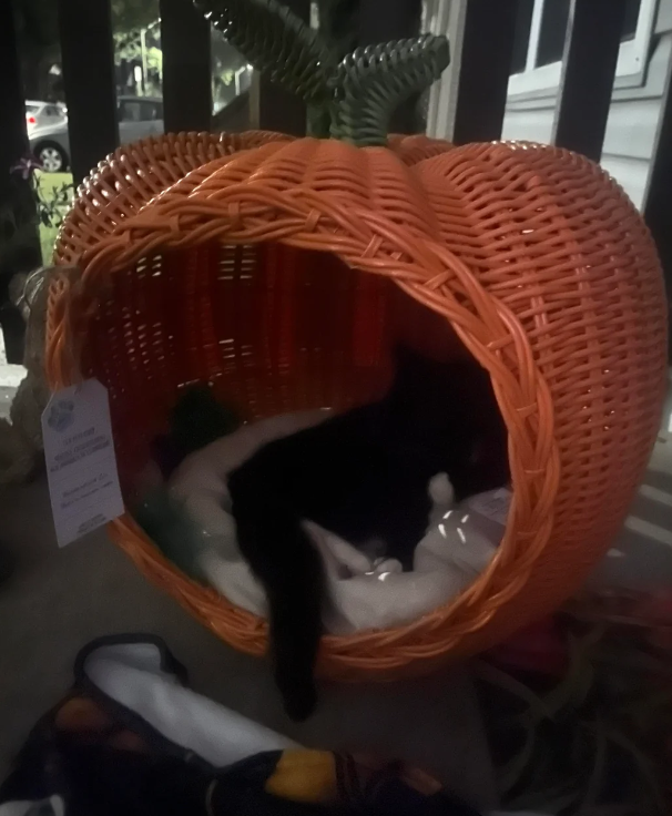 Cheezburger Image 10618406144