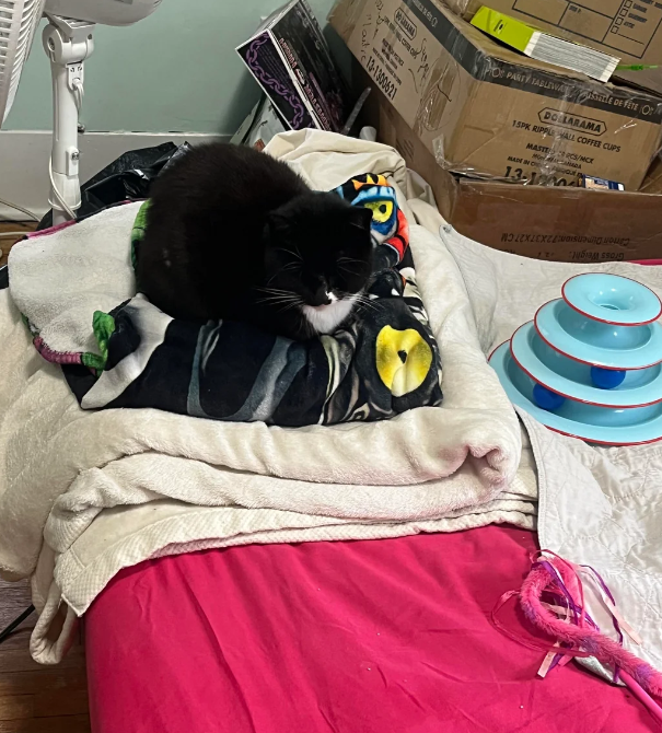 13-1300621 O POS PARTY TABLEWALE DE FETE O DOLLARAMA 15PK RIPPLE ALL COFFEE CUPS MASICS/MCX MADE INC 13-1900 ROLEX