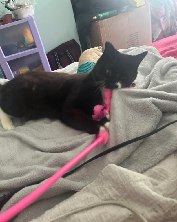 Cheezburger Image 10618406912