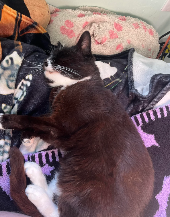 Cheezburger Image 10618407168