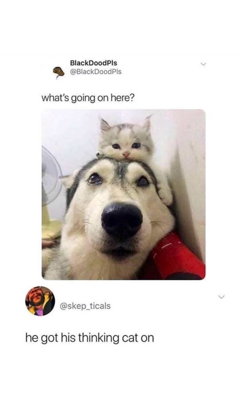 BlackDoodPls @BlackDoodPls what's going on here? @skep_ticals he got his thinking cat on