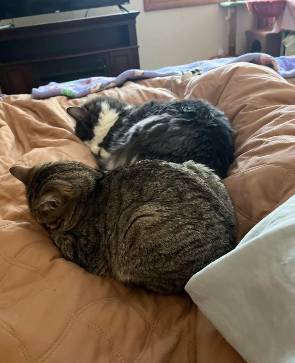 Cheezburger Image 10618455296