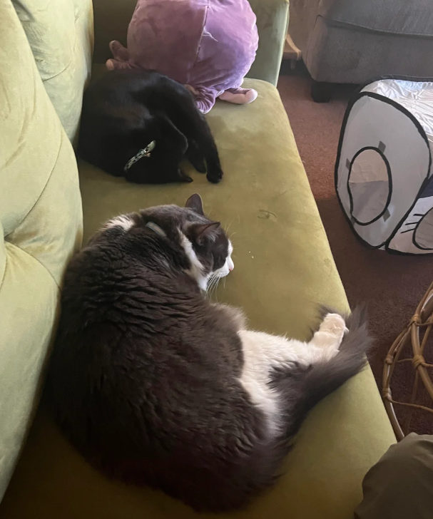 Cheezburger Image 10618455552