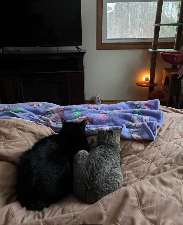 Cheezburger Image 10618455808