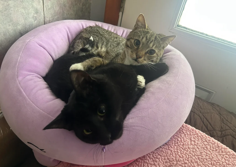 Cheezburger Image 10618456064