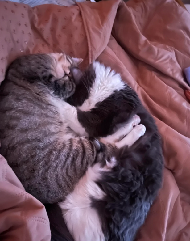 Cheezburger Image 10618456320