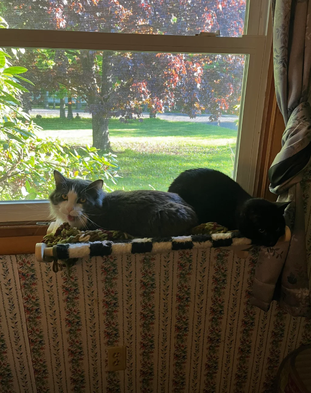 Cheezburger Image 10618456832