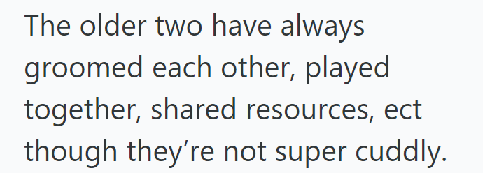 The older two have always groomed each other, played together, shared resources, ect though they're not super cuddly.