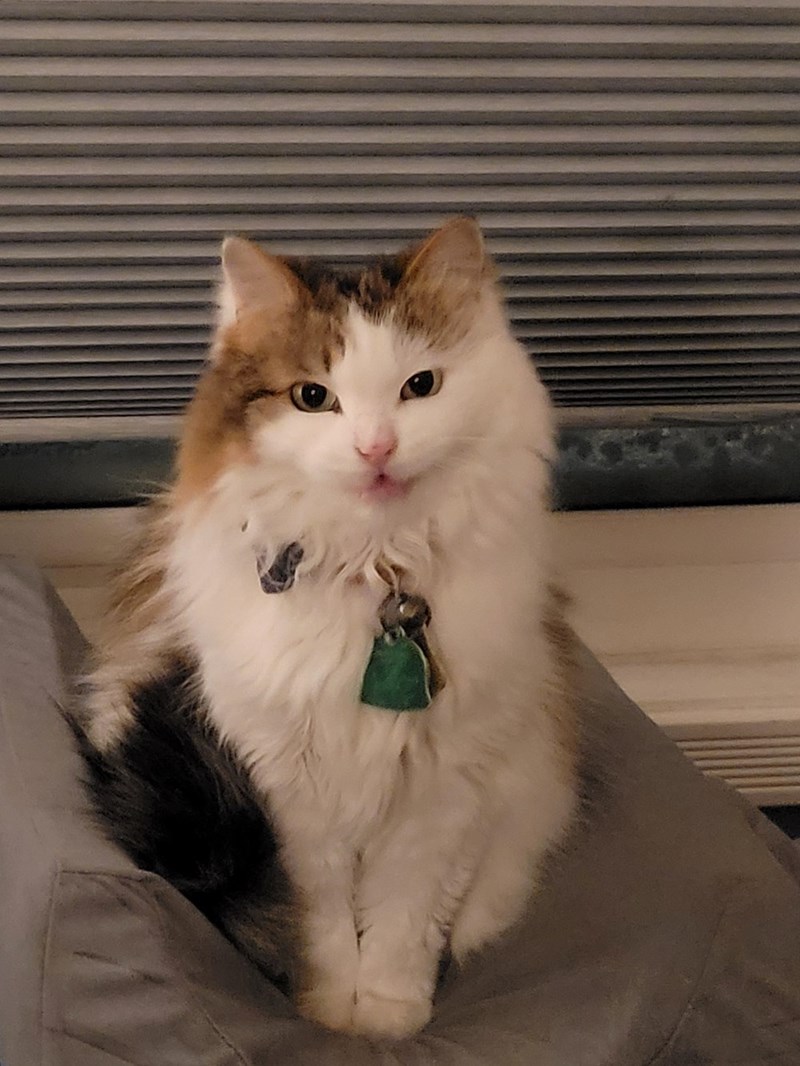 Cheezburger Image 10618463744