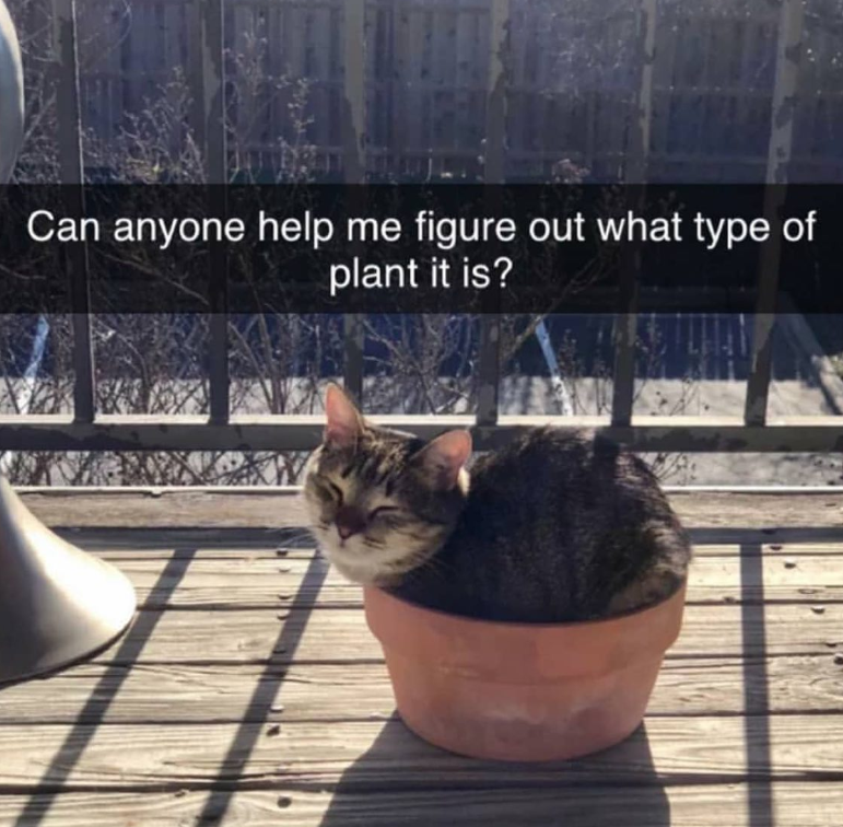 Can anyone help me figure out what type of plant it is?