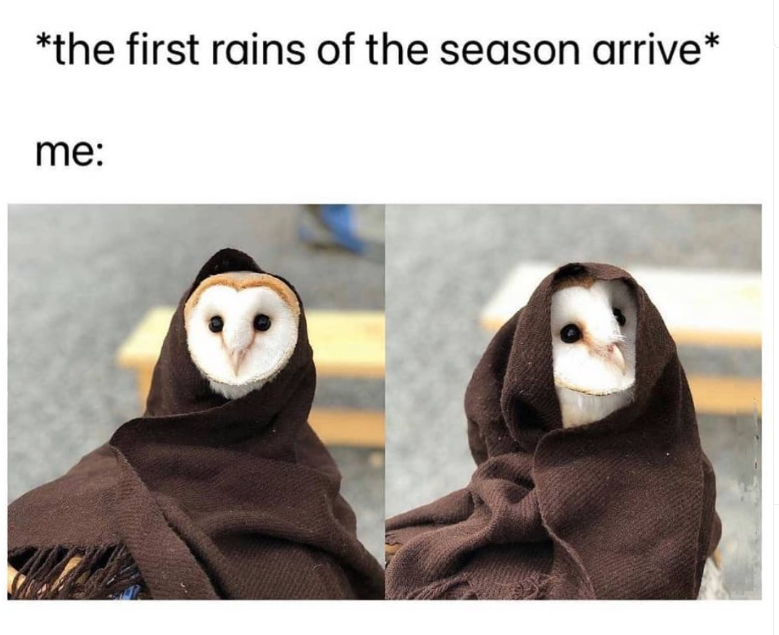 *the first rains of the season arrive* me: